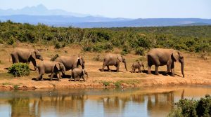 Rentrée des éléphants 2017